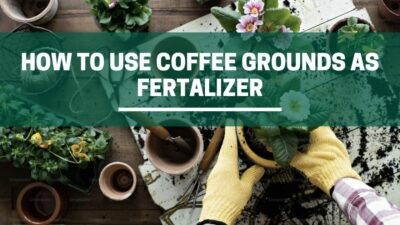 Green Pods How to use coffee grounds as fertalizer explained